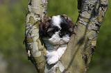 SHIH TZU 328